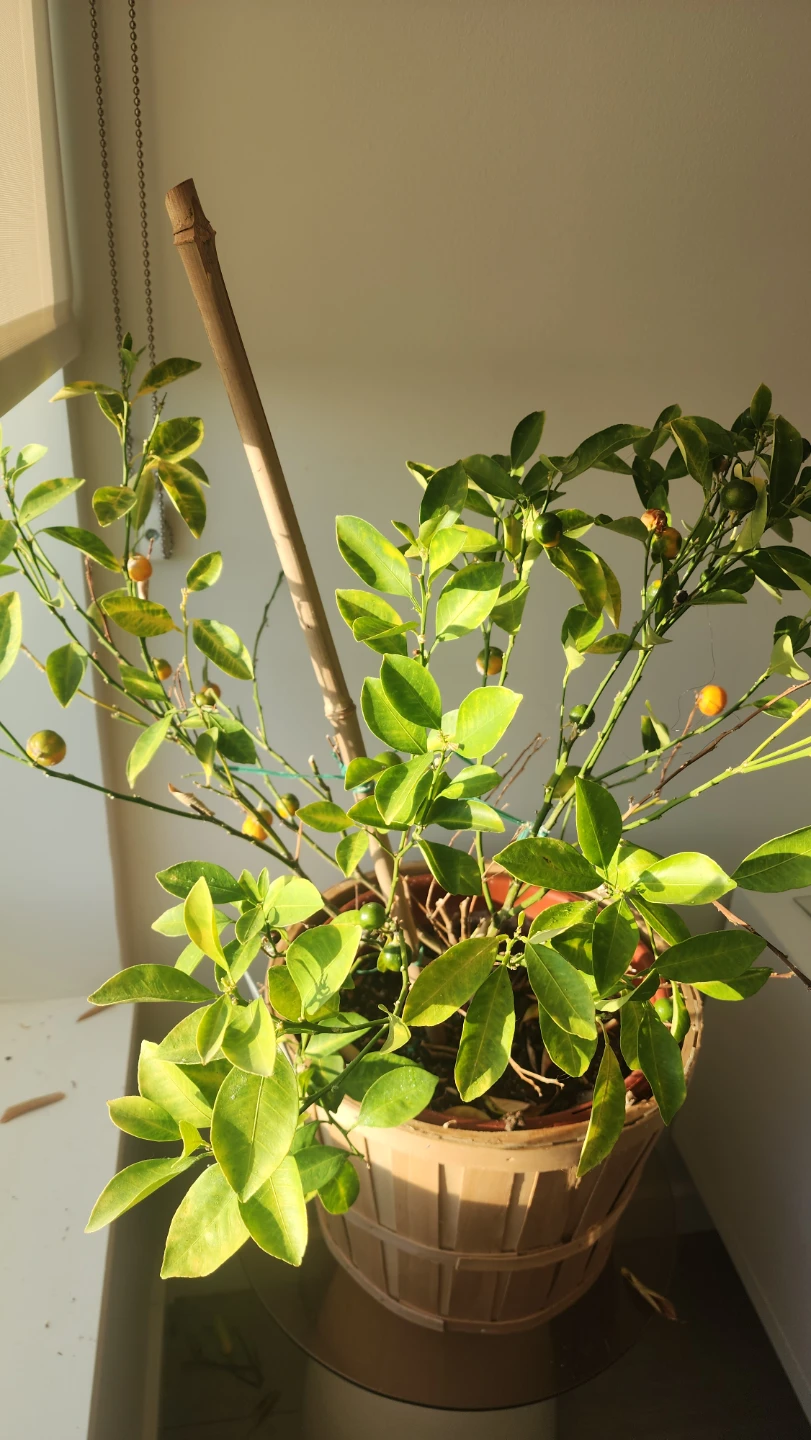 Calamondin Orange Tree with Fruit