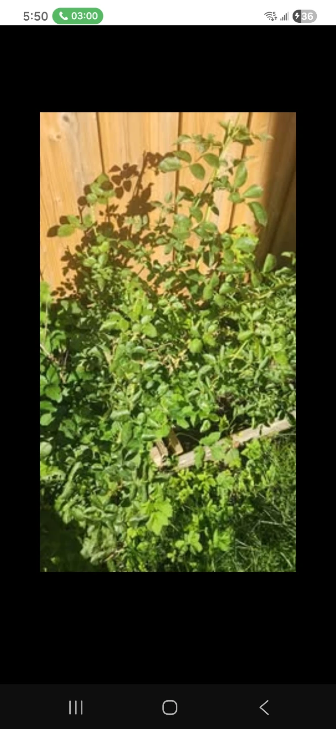 Dark Red/Wine Red Climbing Rose Plant - photo 5