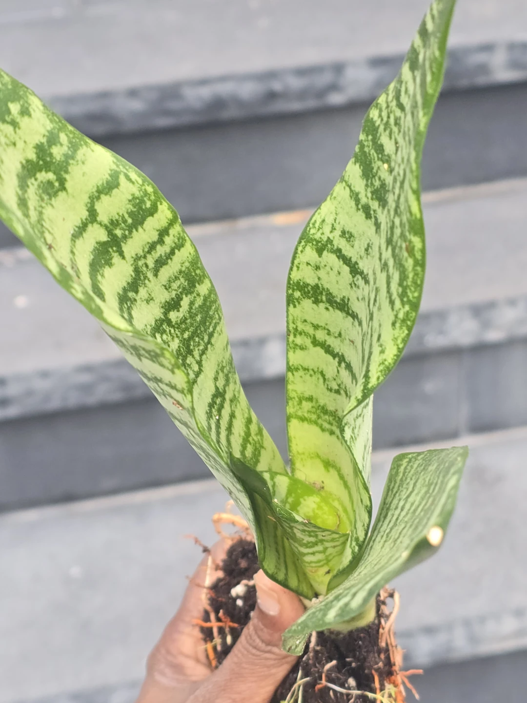 Snake Plant  come in 4"pot - photo 3