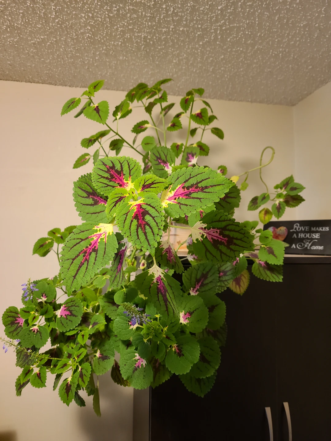 Large Coleus Houseplant - photo 3