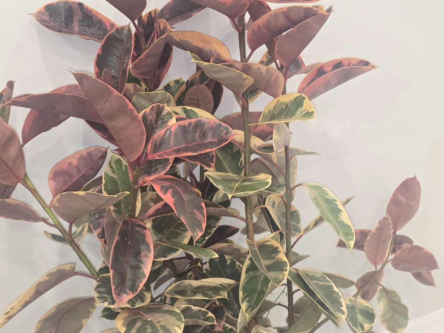 Variegated Rubber Tree Plant - photo 5