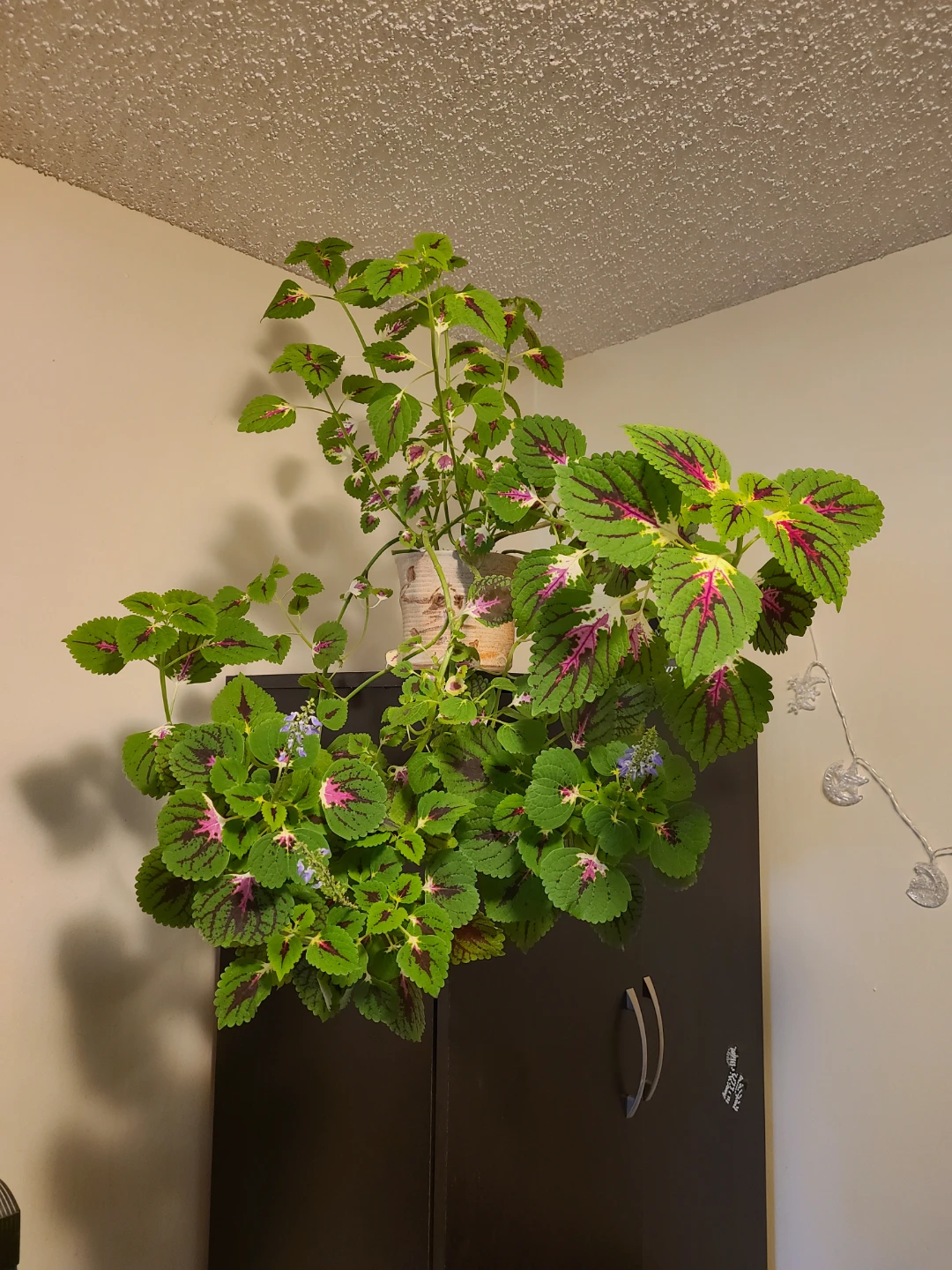 Large Coleus Houseplant