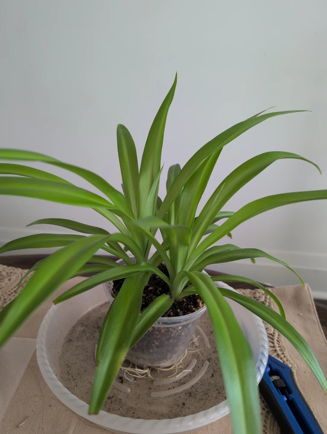 Spider Plant E