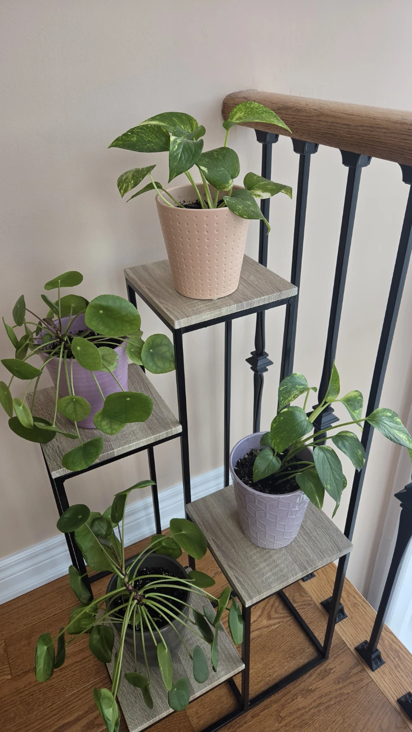 Assorted Indoor Houseplants