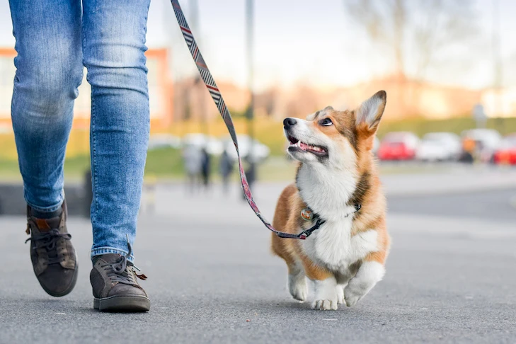 Dog walker Bradley/Kankakee/bourbonnais