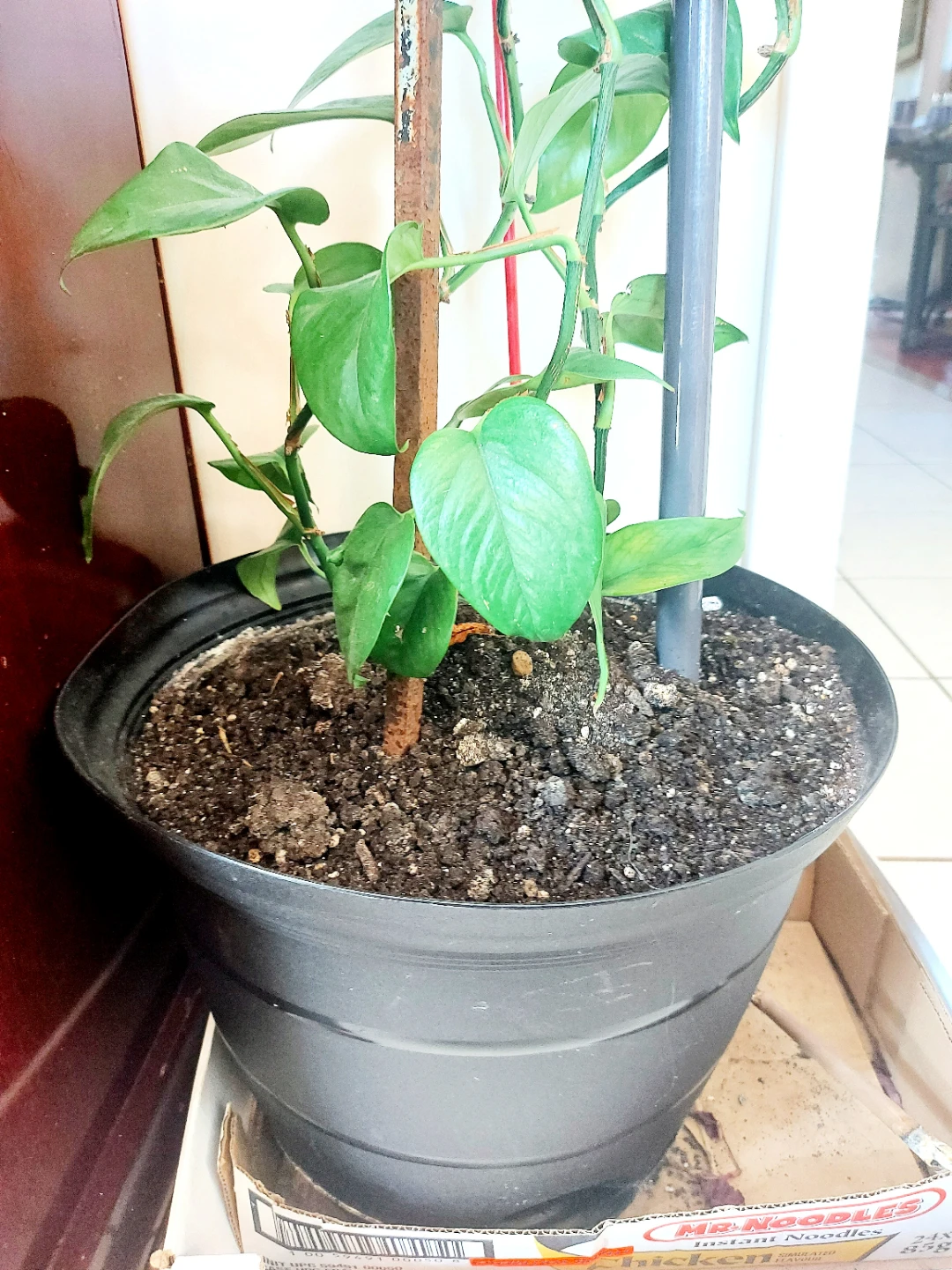 Healthy Pothos Houseplant with Support Poles - photo 2