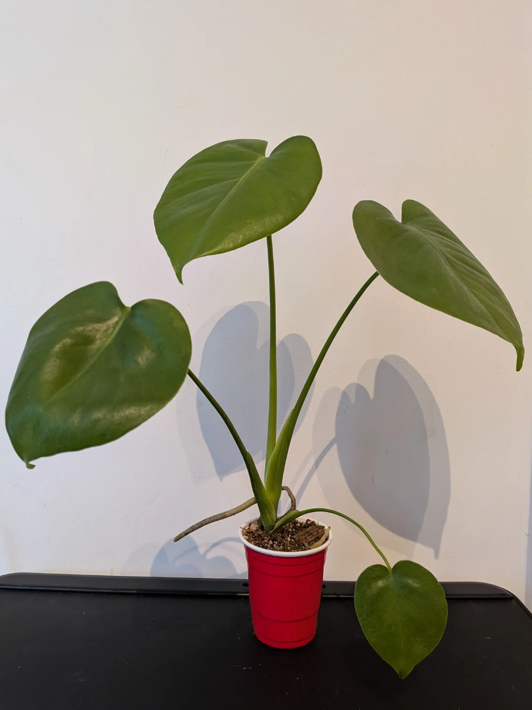 Monstera Deliciosa Plants