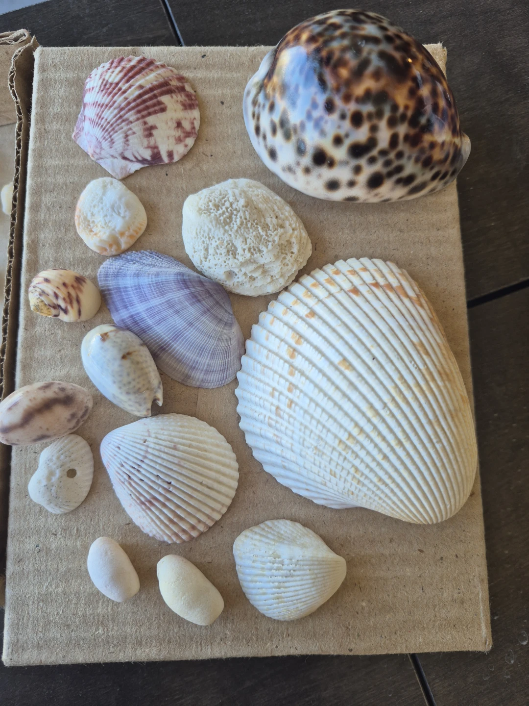 Assorted Natural Seashell Collection - photo 3