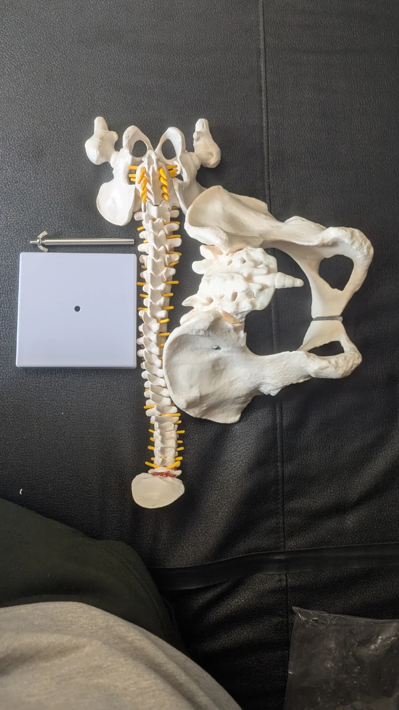 Human Spine Model Vertebral Column Anatomy&Female Pelvis model - photo 3