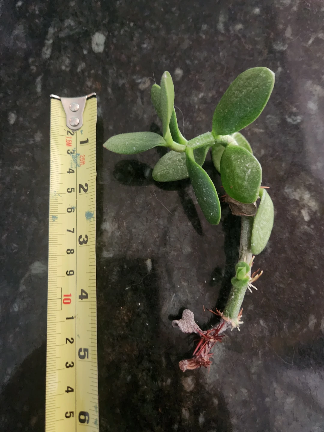 Jade Plant Cutting - photo 2