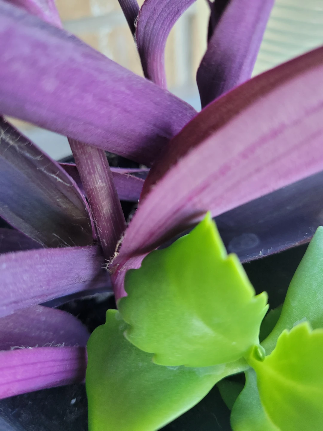 Tradescantia pallida in 4 inch pot
