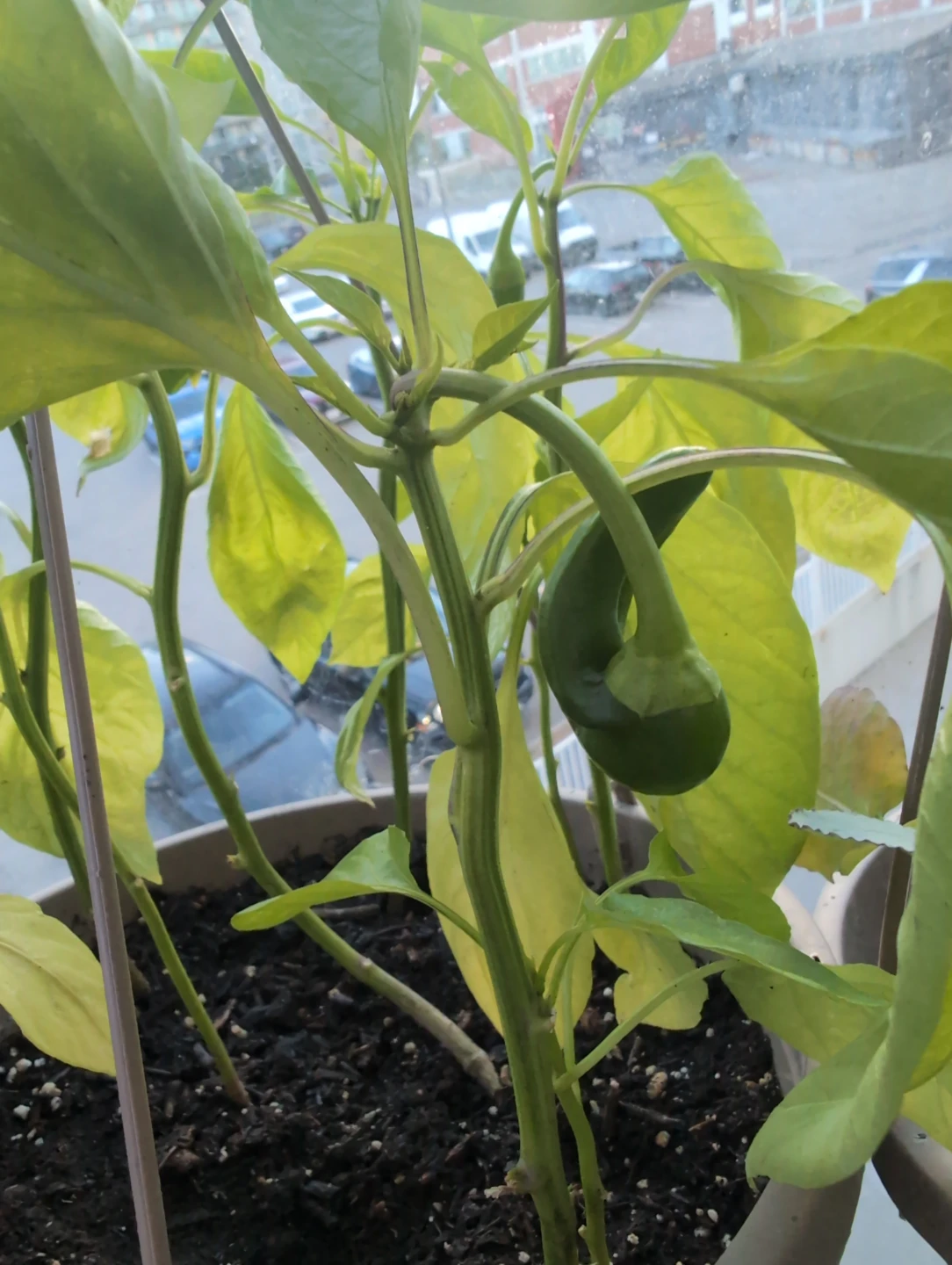 Sweet chilli - photo 2