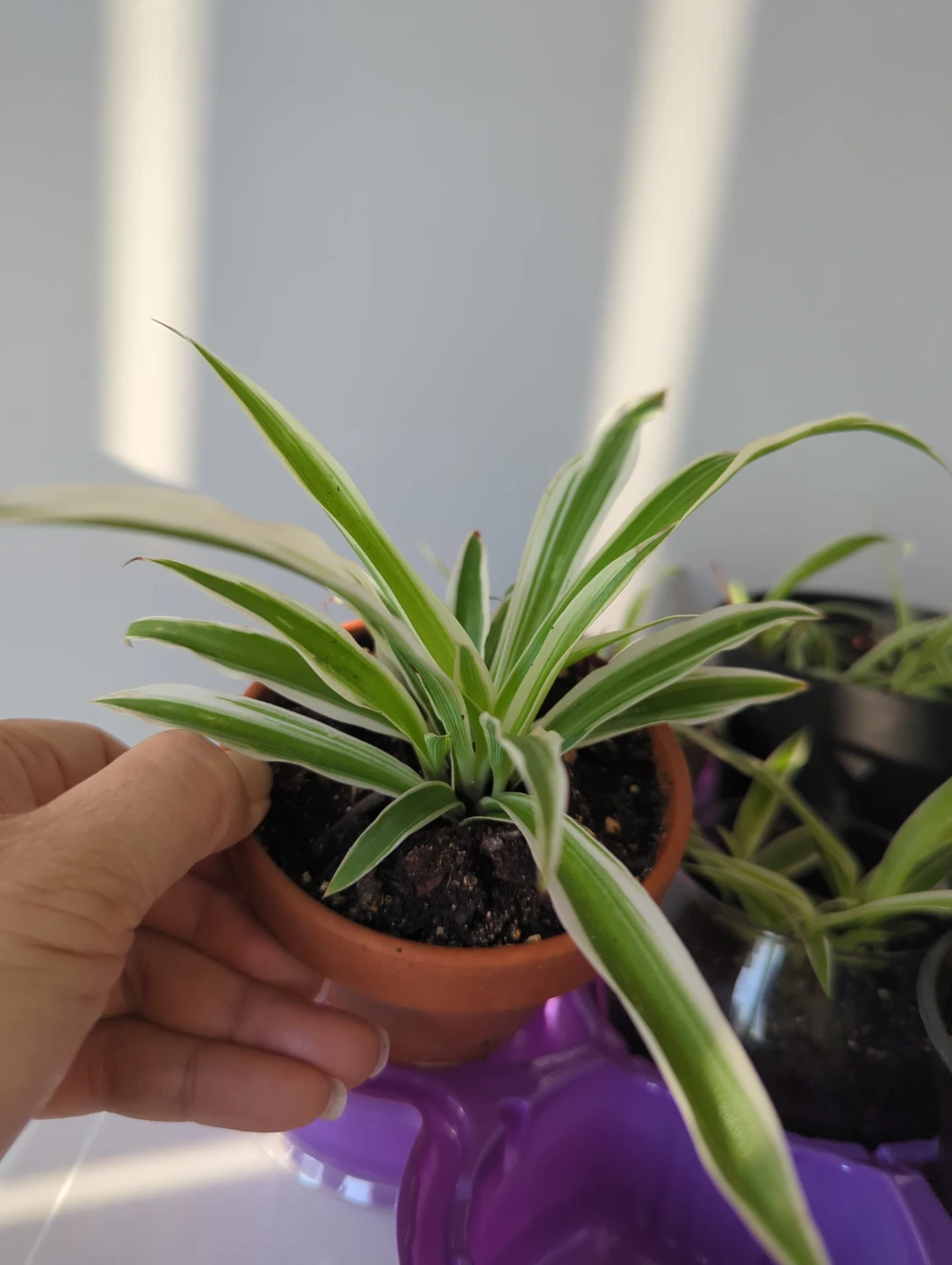 Variegated Spider Plant