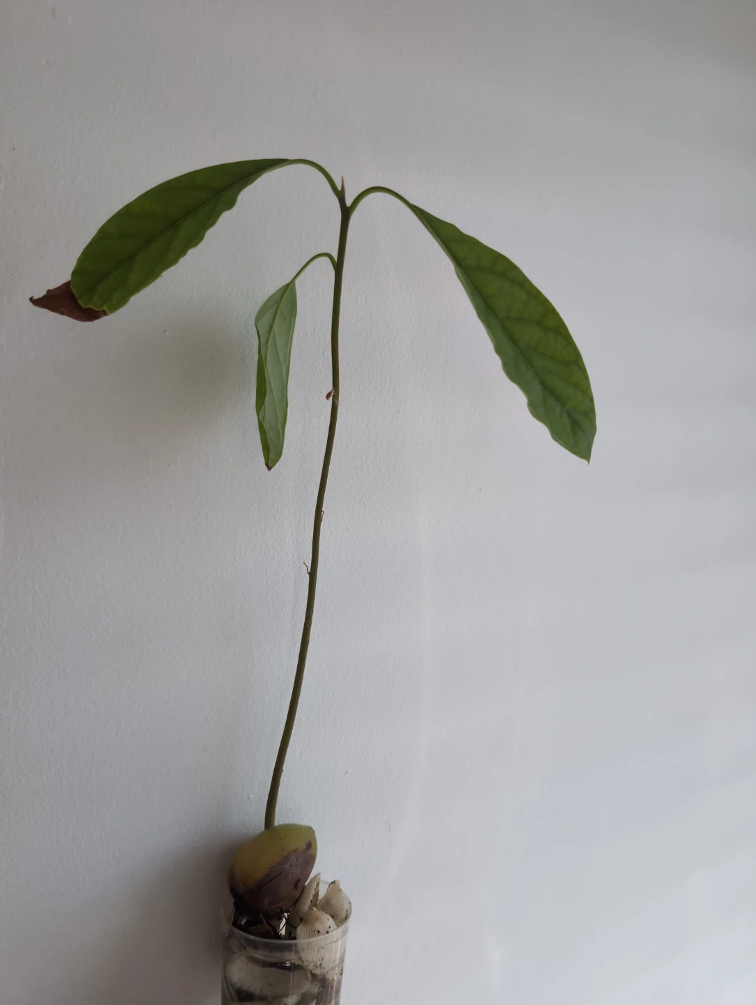 Young Avocado Plant, Ready to be shaped into a beautiful bonsai!