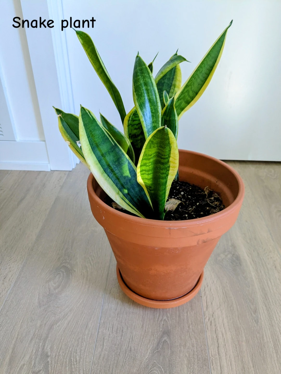 Multiple healthy indoor houseplants - photo 4