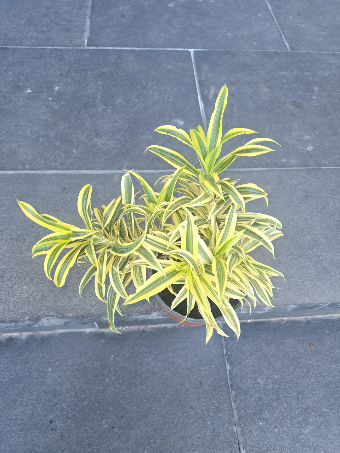 Dracaena song of India - photo 4