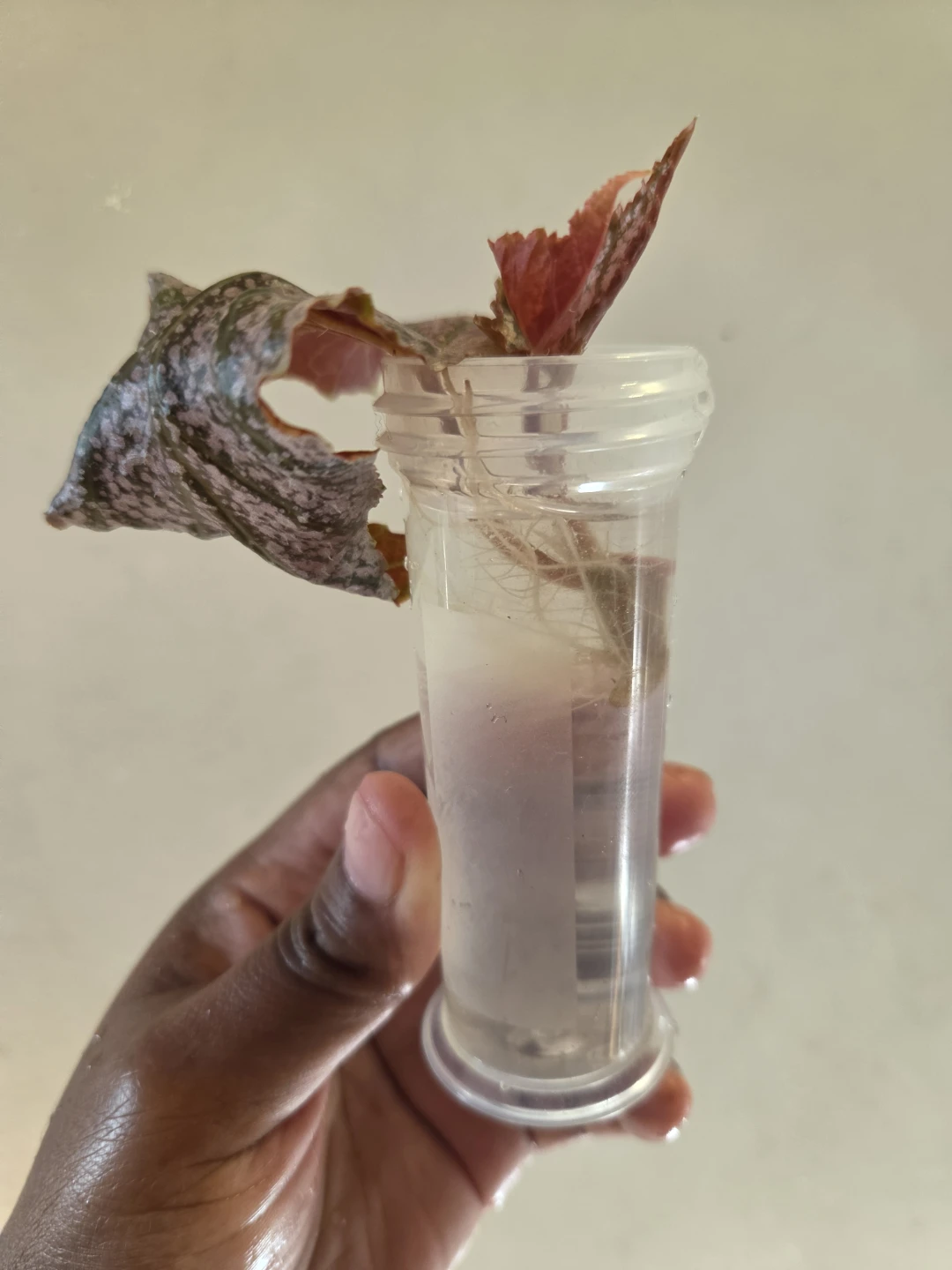 Begonia cutting, ROOTED ✨️🪴