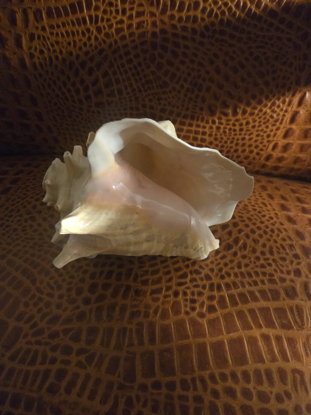 Large Natural Conch Shell - photo 5