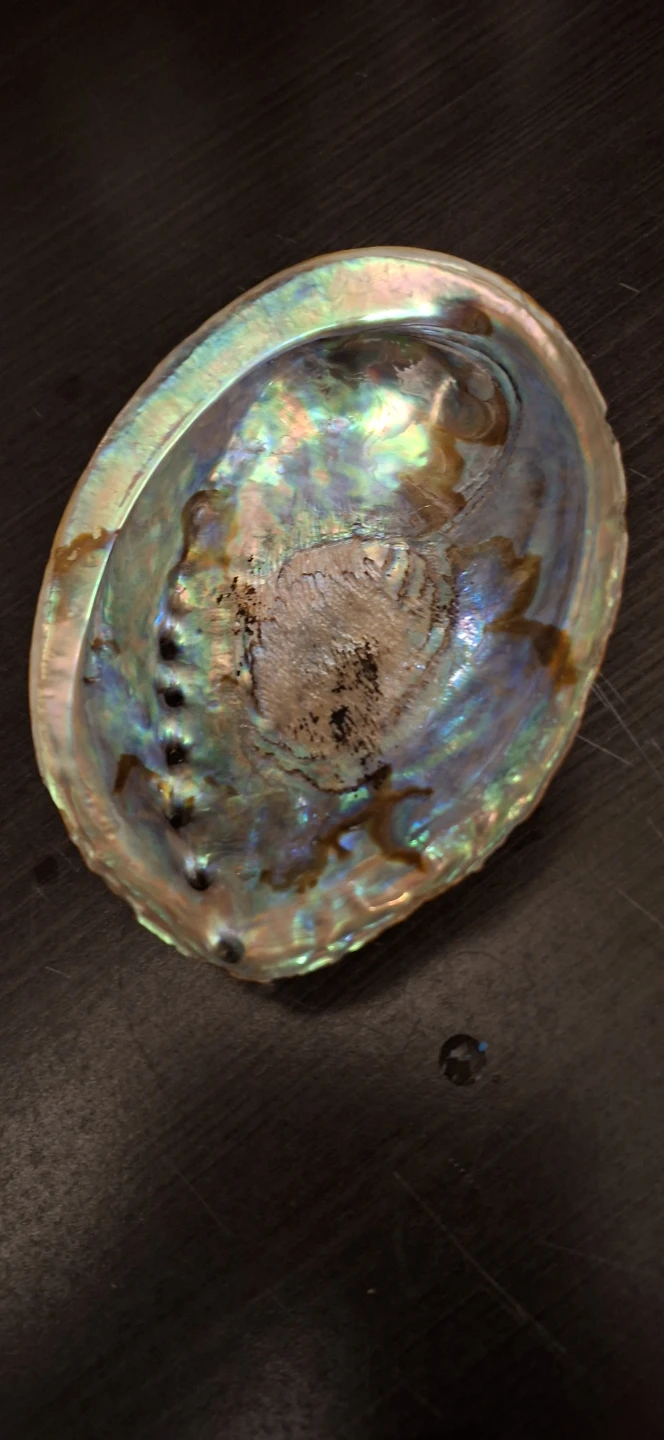 Large Iridescent Abalone Shell - photo 4