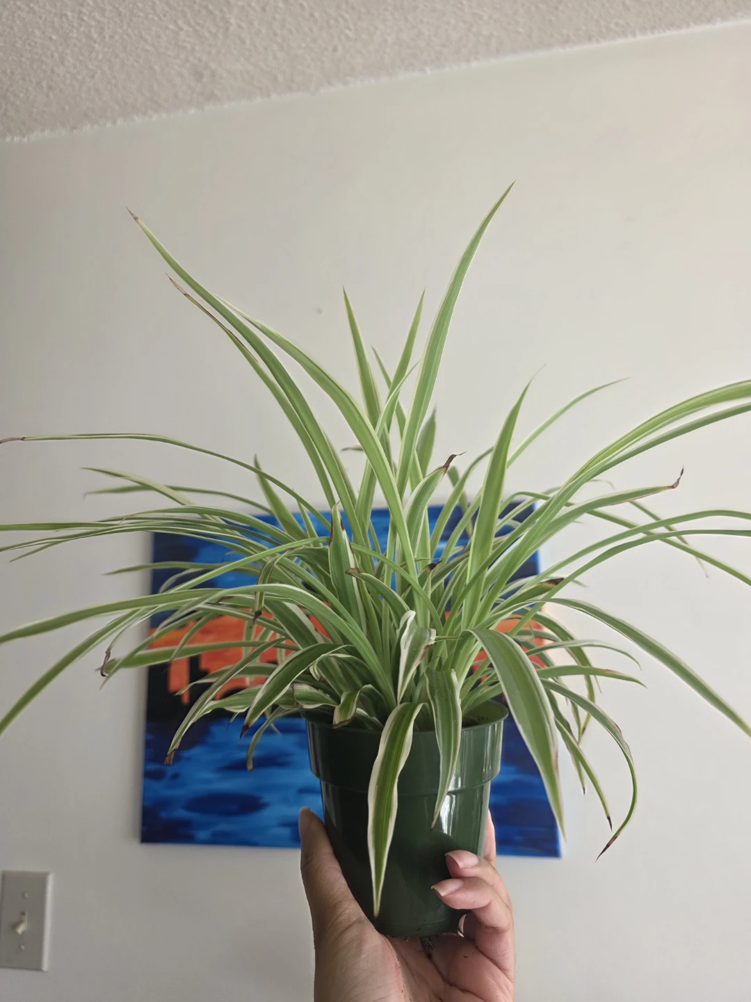 Two Medium Spider Plants in nursery pots - photo 3
