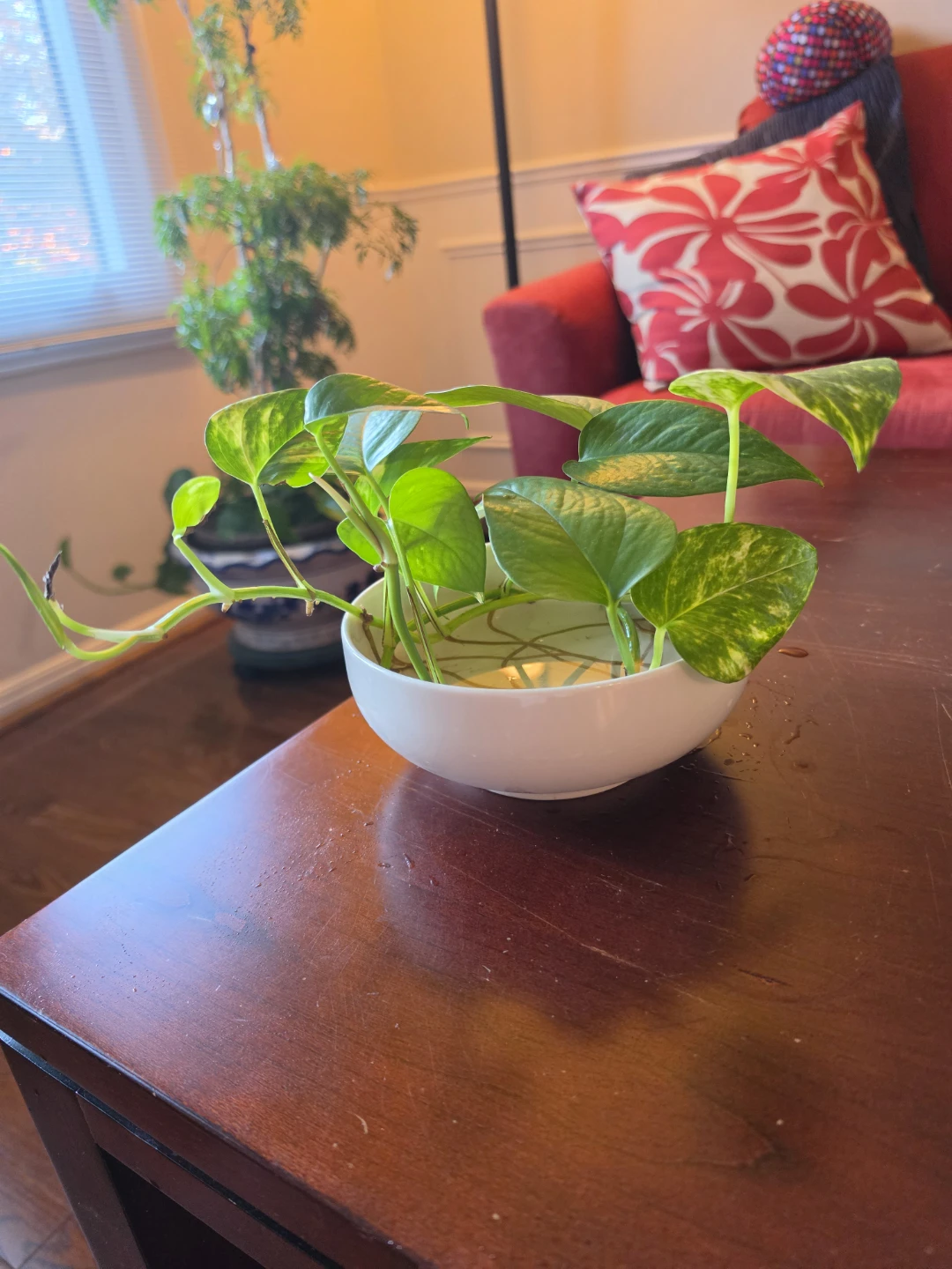 Hydroponic Pothos w Ceramic container - photo 3