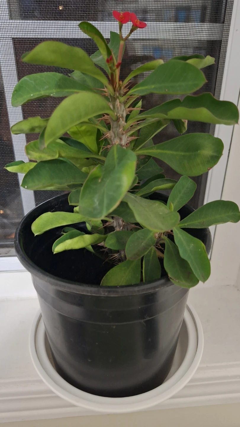 Crown of Thorns Houseplant - photo 3