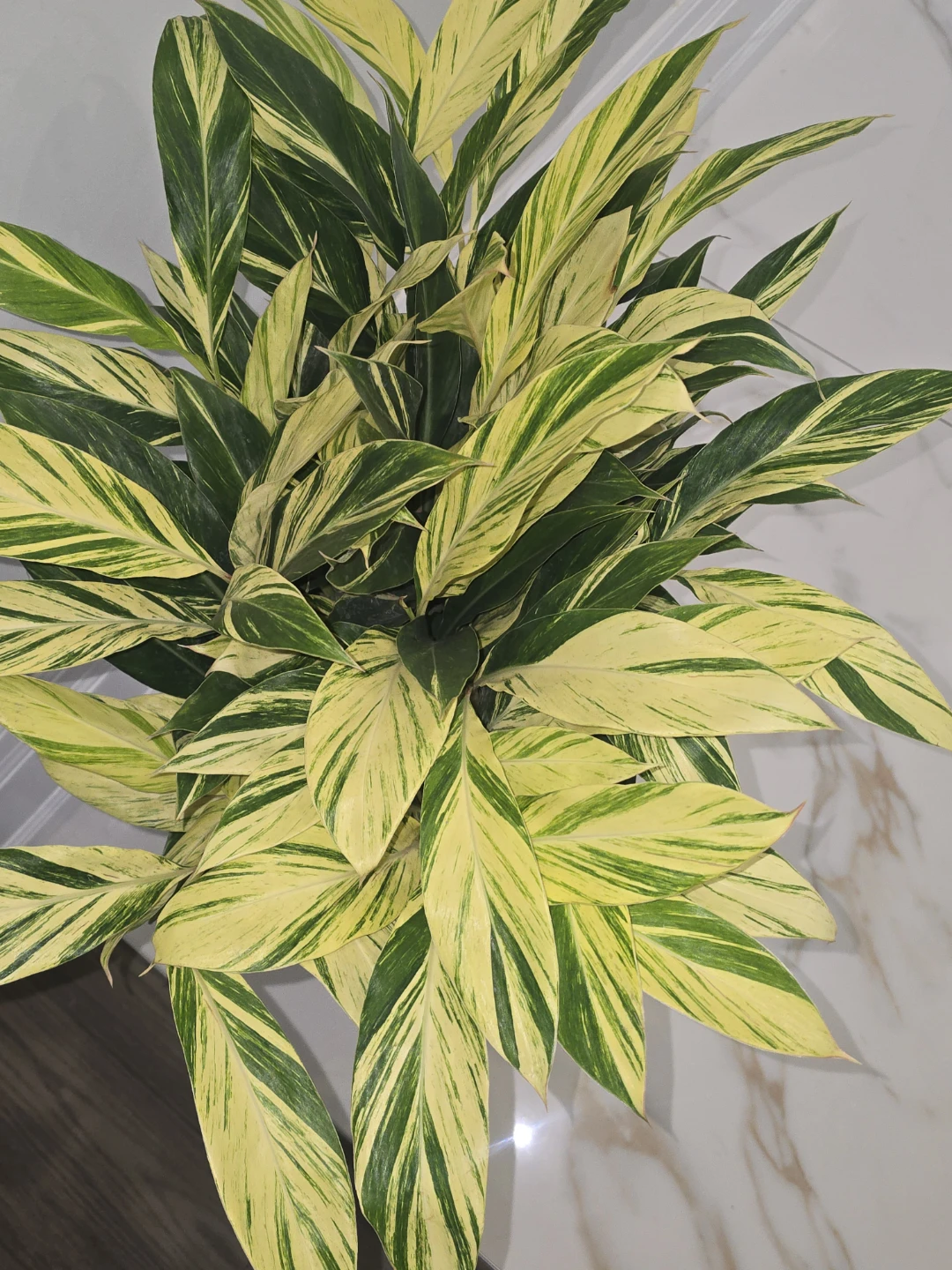 Variegated Ginger Plant - photo 5