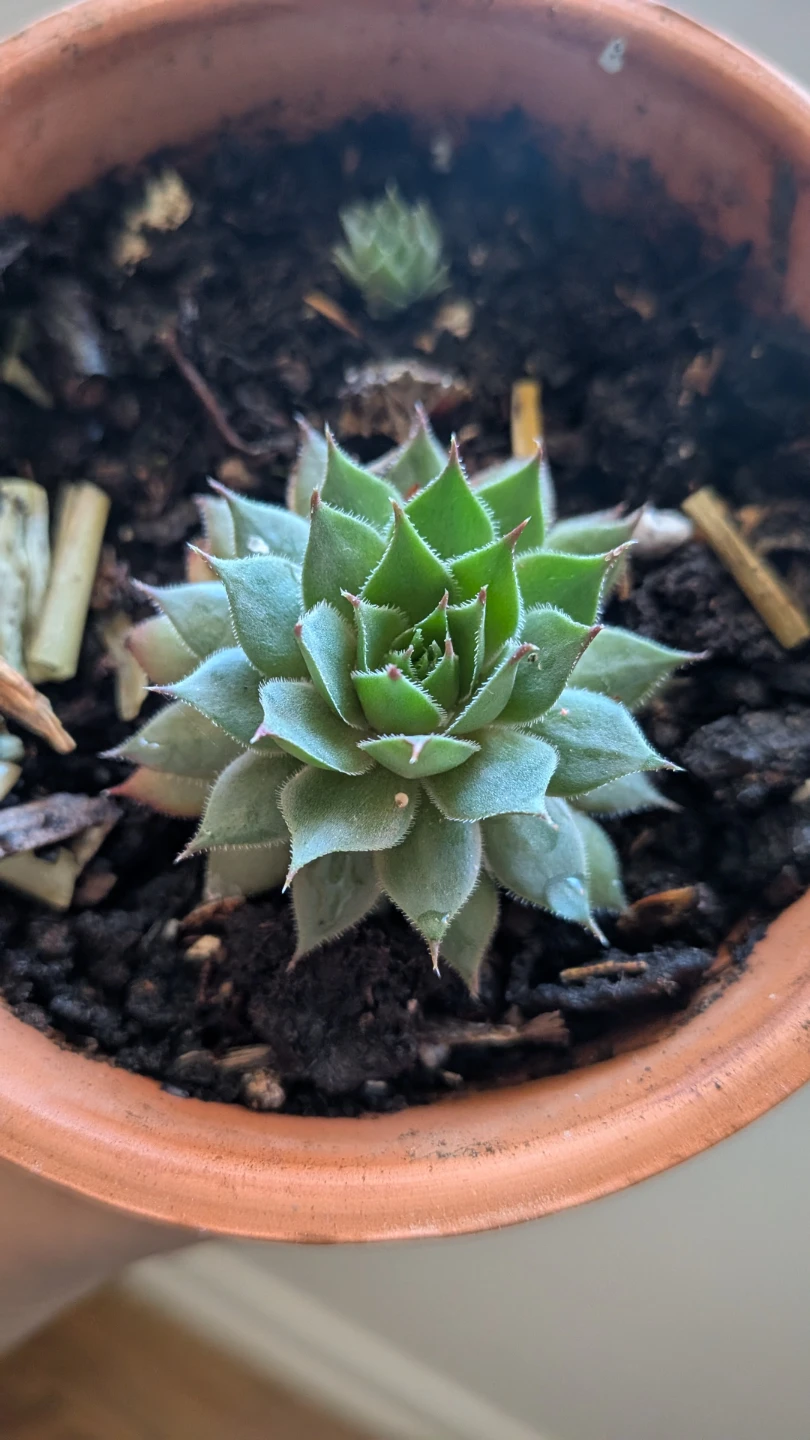 Hen and chicks in terra cotta pot