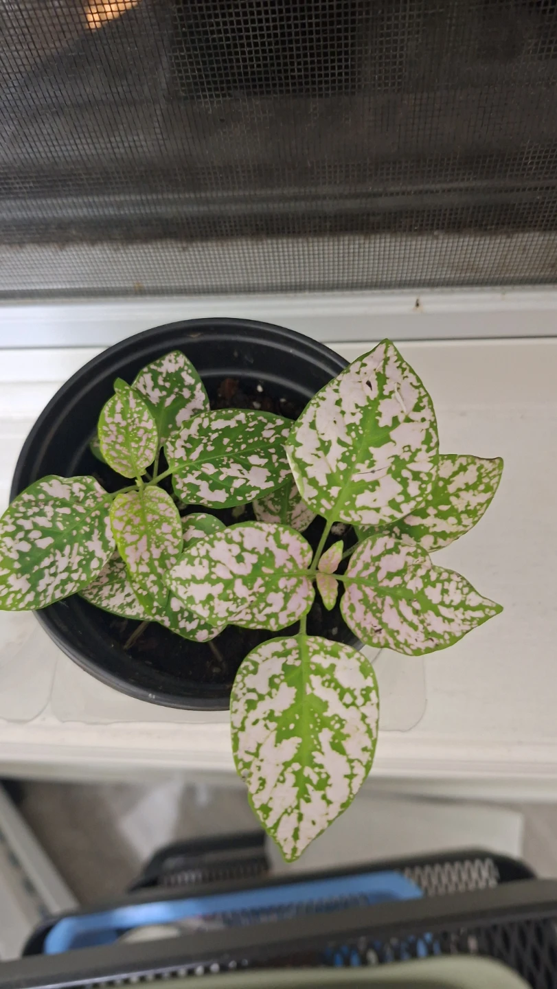 Polka Dot Plant in 4 inch Pot - photo 3