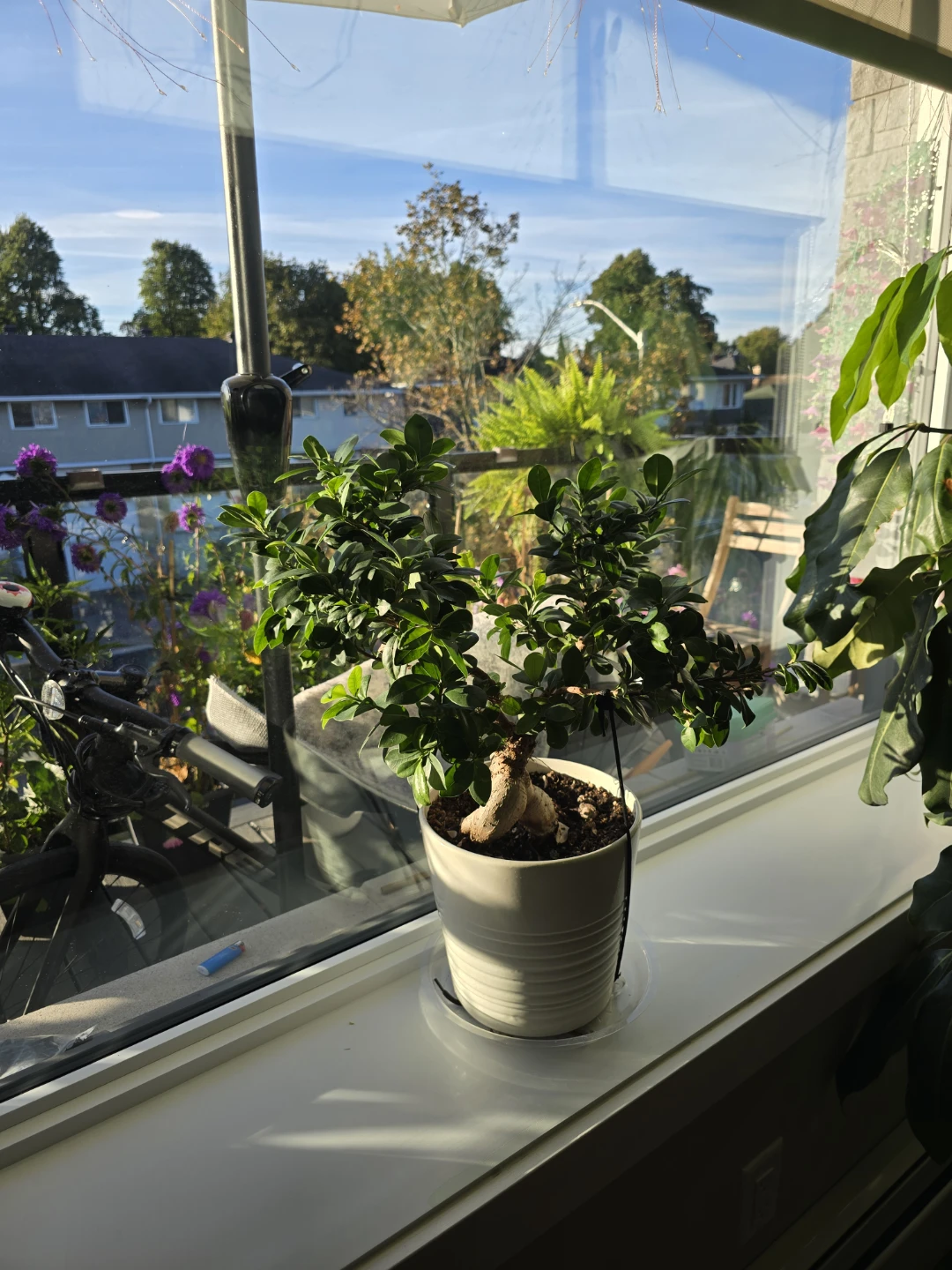 Ficus Ginseng Bonsai Tree - photo 4