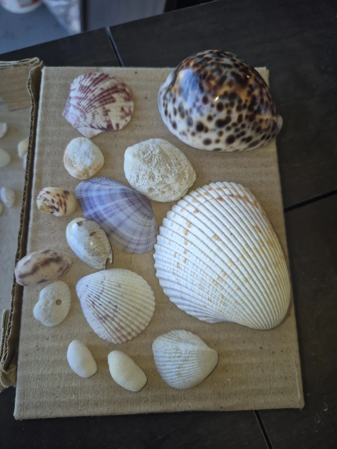 Assorted Natural Seashell Collection