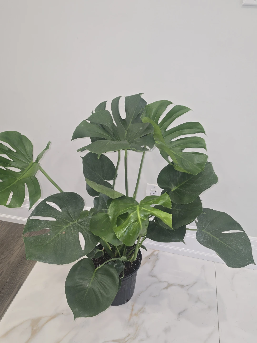 Monstera Deliciosa Houseplant - photo 3