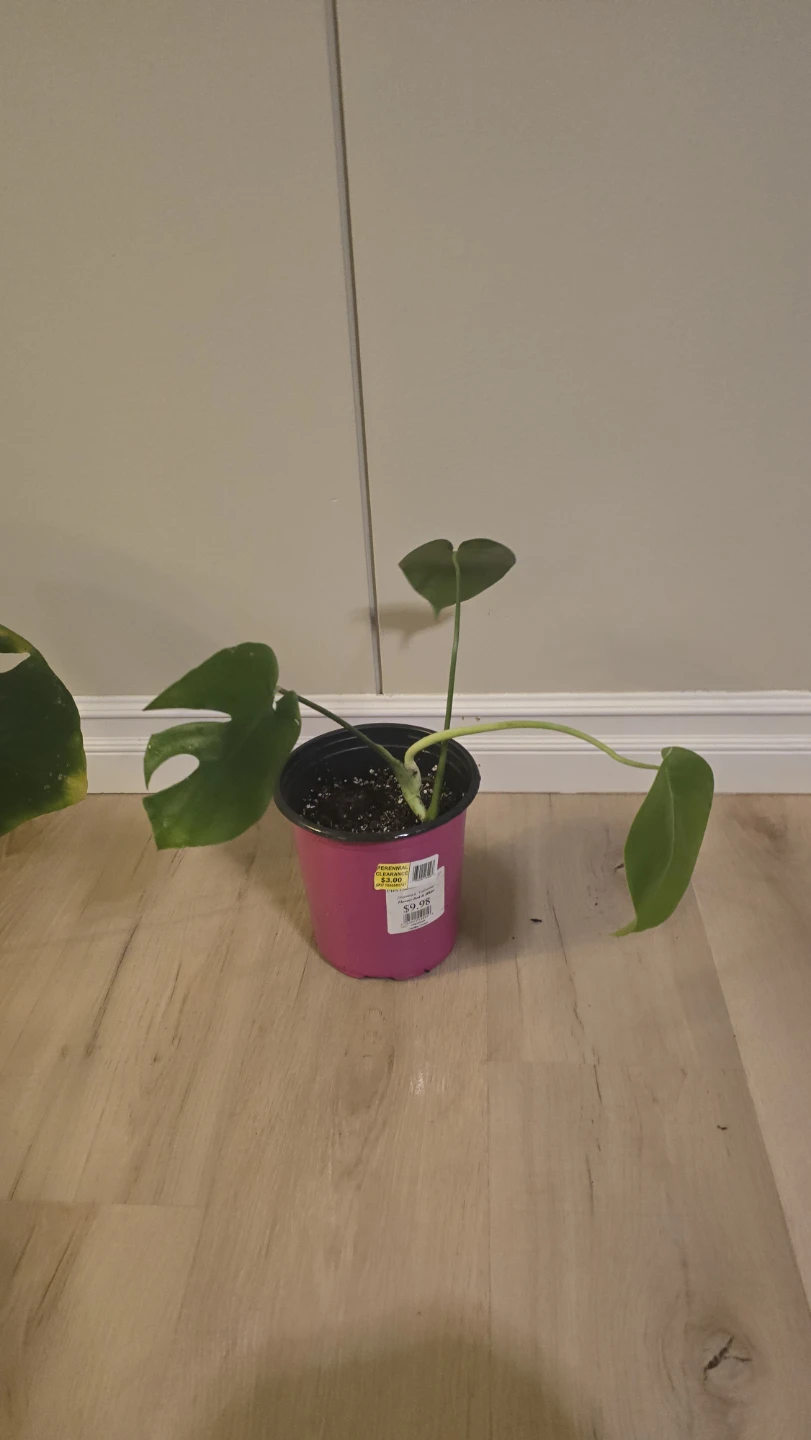 Starter Monstera Deliciosa - Well-Rooted Plant - photo 2
