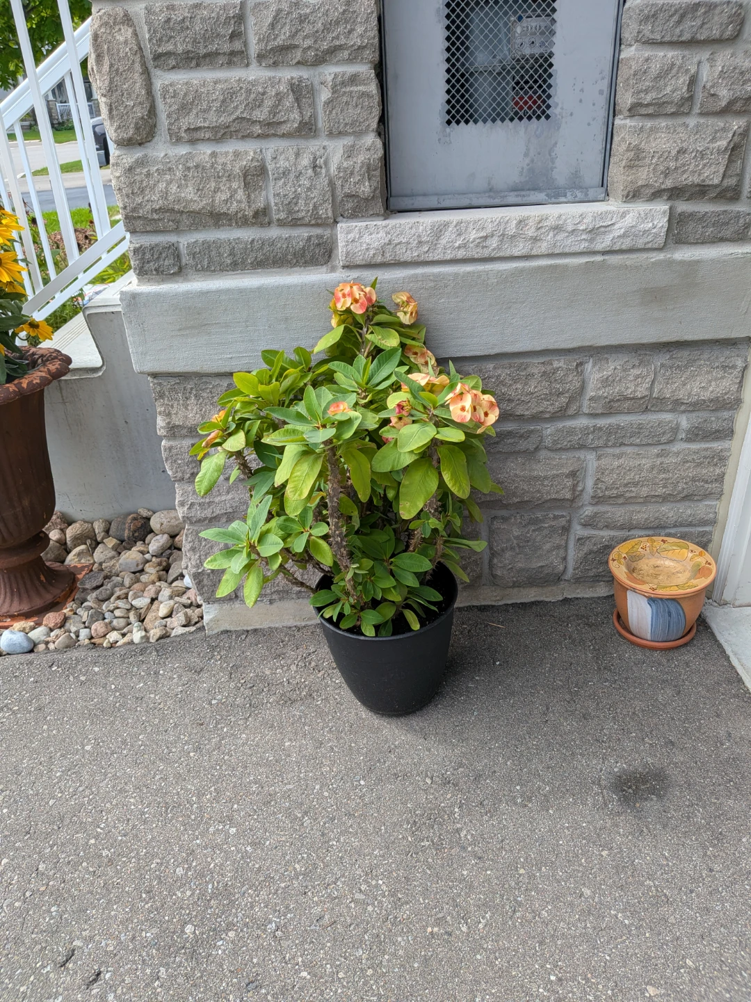 Indoor plant - photo 2