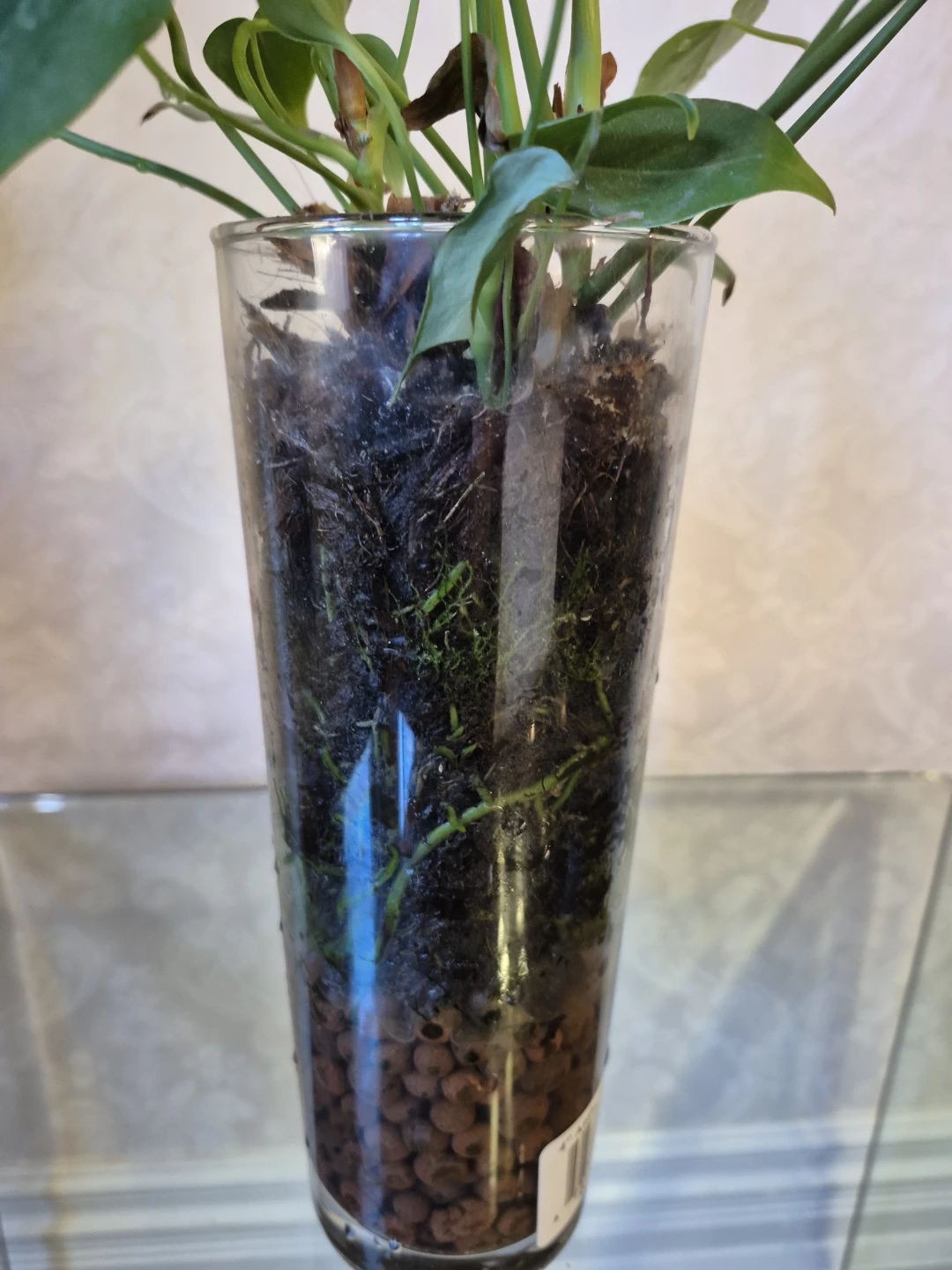 Anthurium plant in glass vase - photo 4