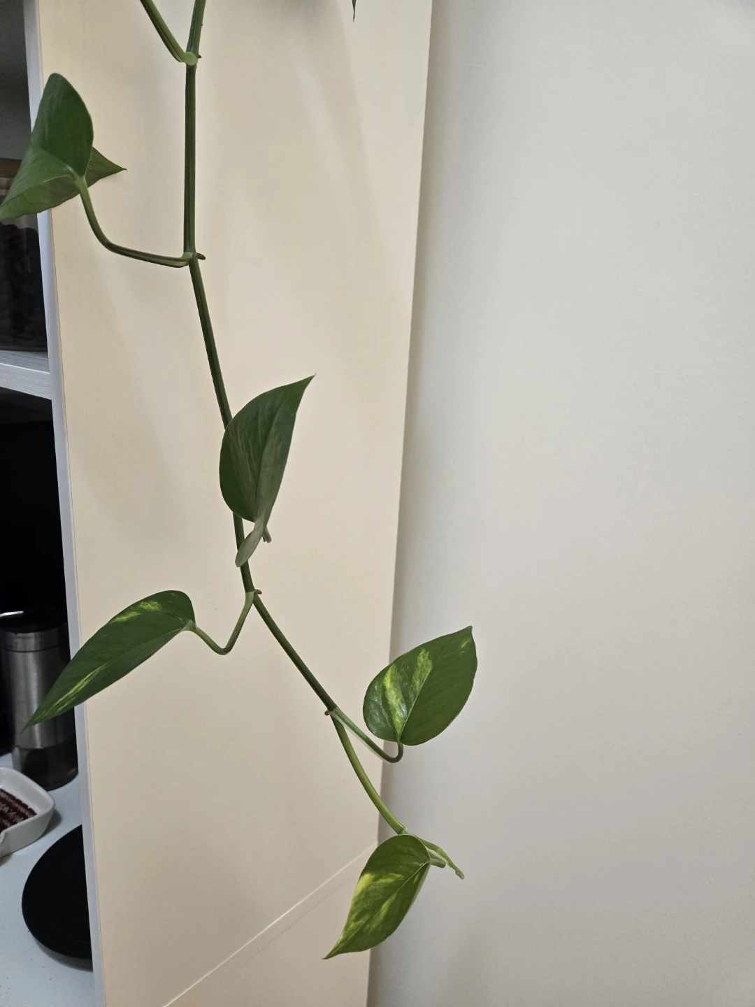 Golden Pothos and Coleus Cuttings - photo 3