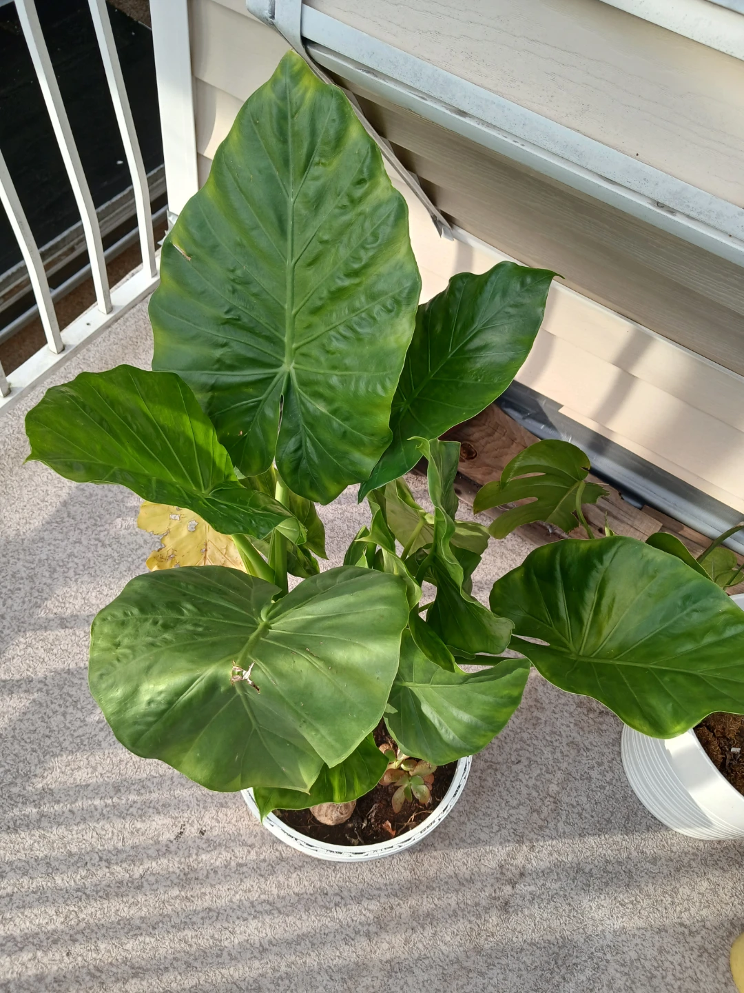 Beautiful Alocasia -A Tropical Statement Plant - photo 4