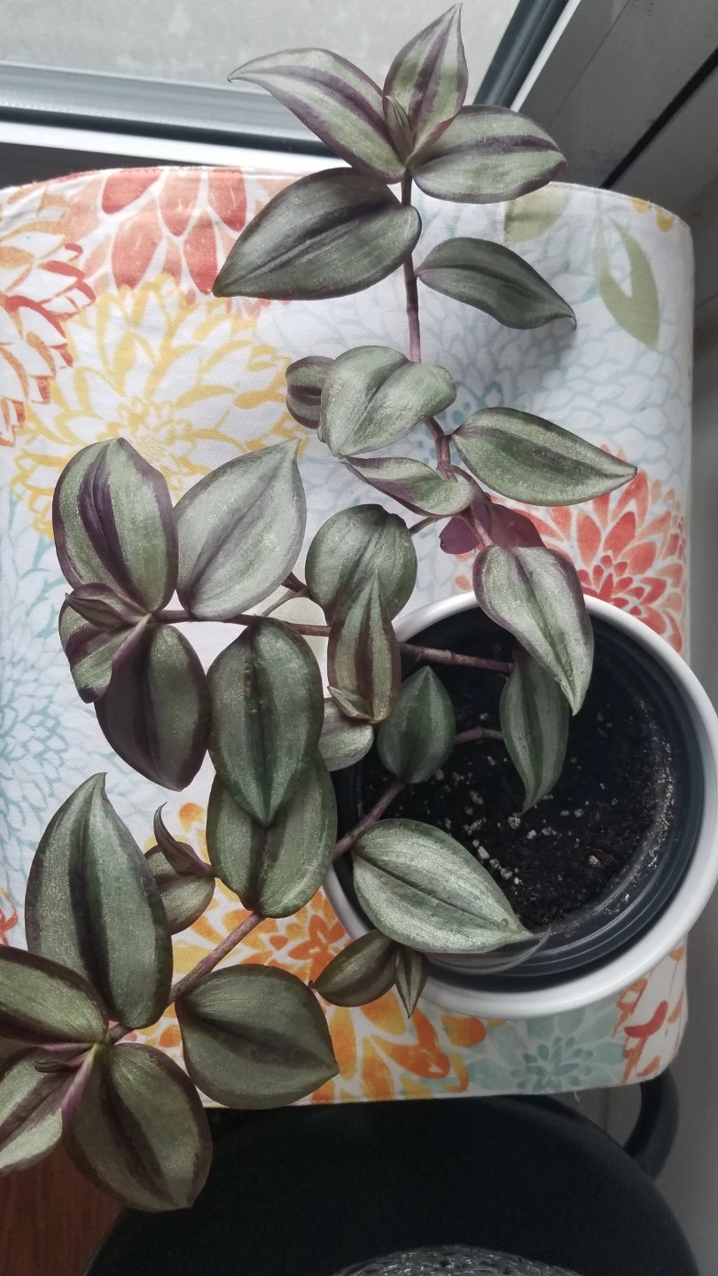 Tradescantia Zebrina + White Ceramic Pot( Read Description) - photo 5