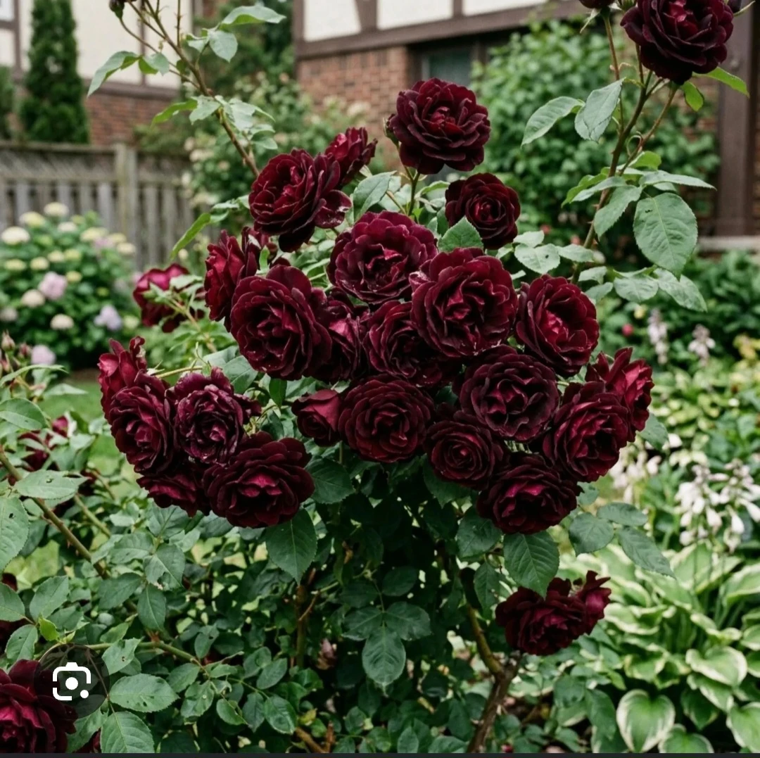 Dark Red/Wine Red Climbing Rose Plant