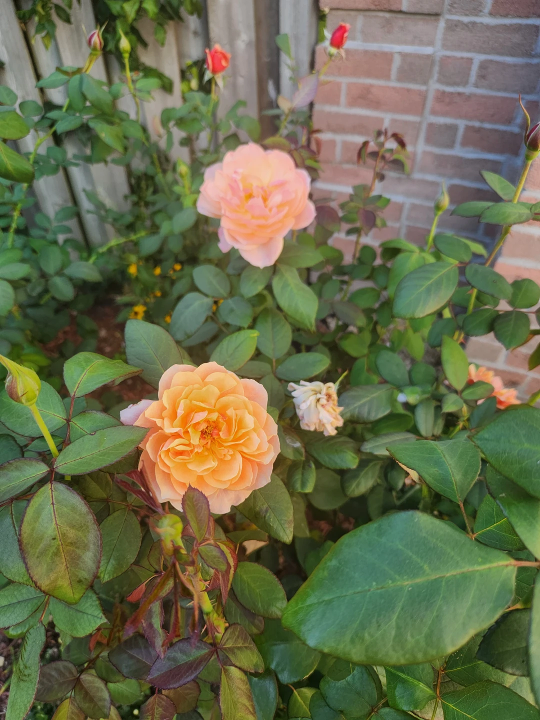 Living Peach Rose Bush -  Stem Cuttings - photo 2