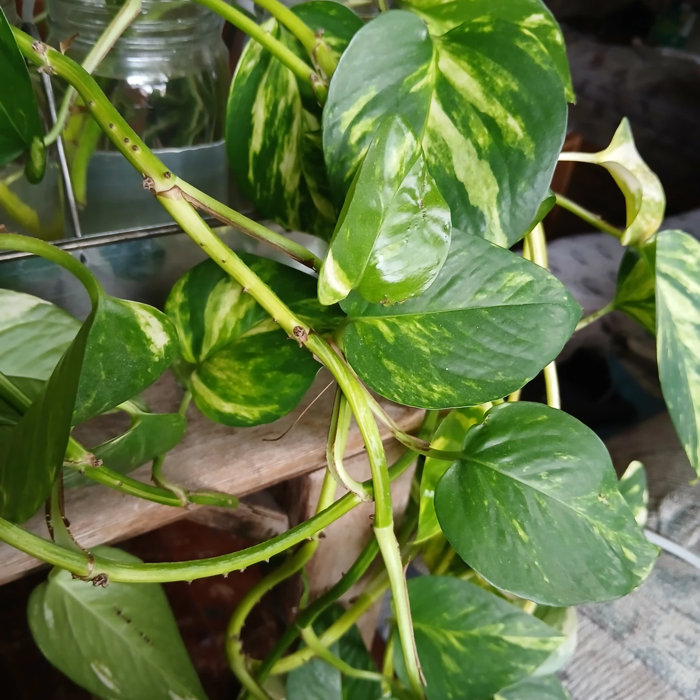 Pothos plant cuttings in propagation station - photo 3