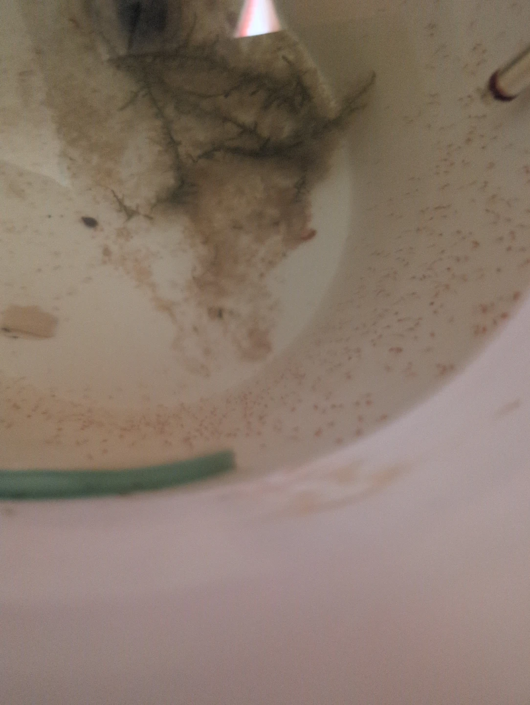 Live Daphnia - photo 3
