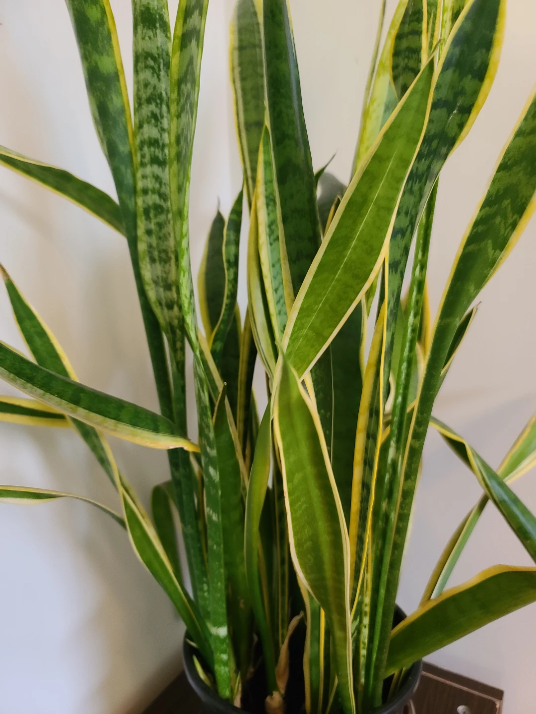 Tall & Lush Golden Snake Plant (Sansevieria) -  1 Meter Tall! - photo 3
