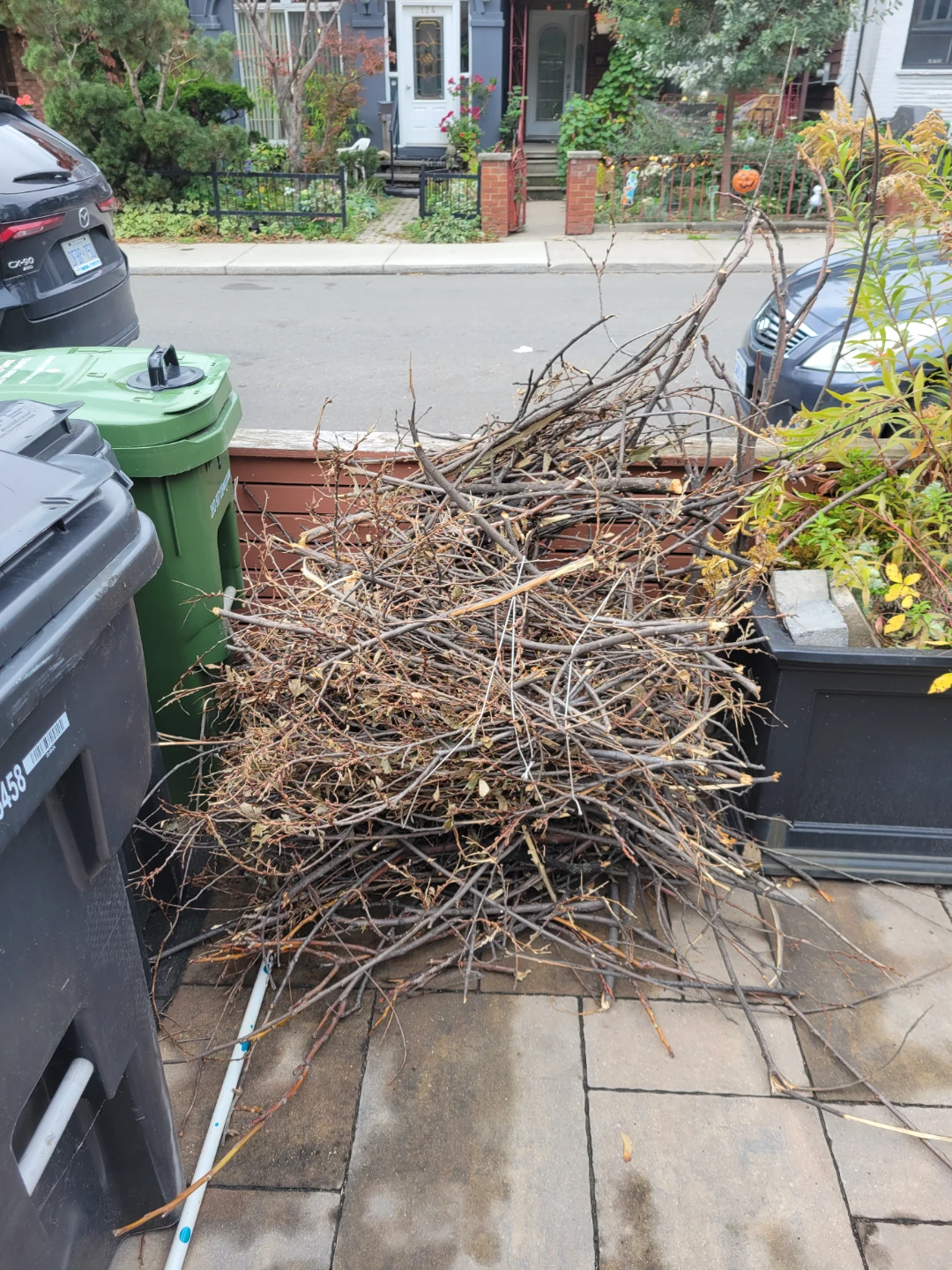 Free fire wood trimmed tree branches - photo 3