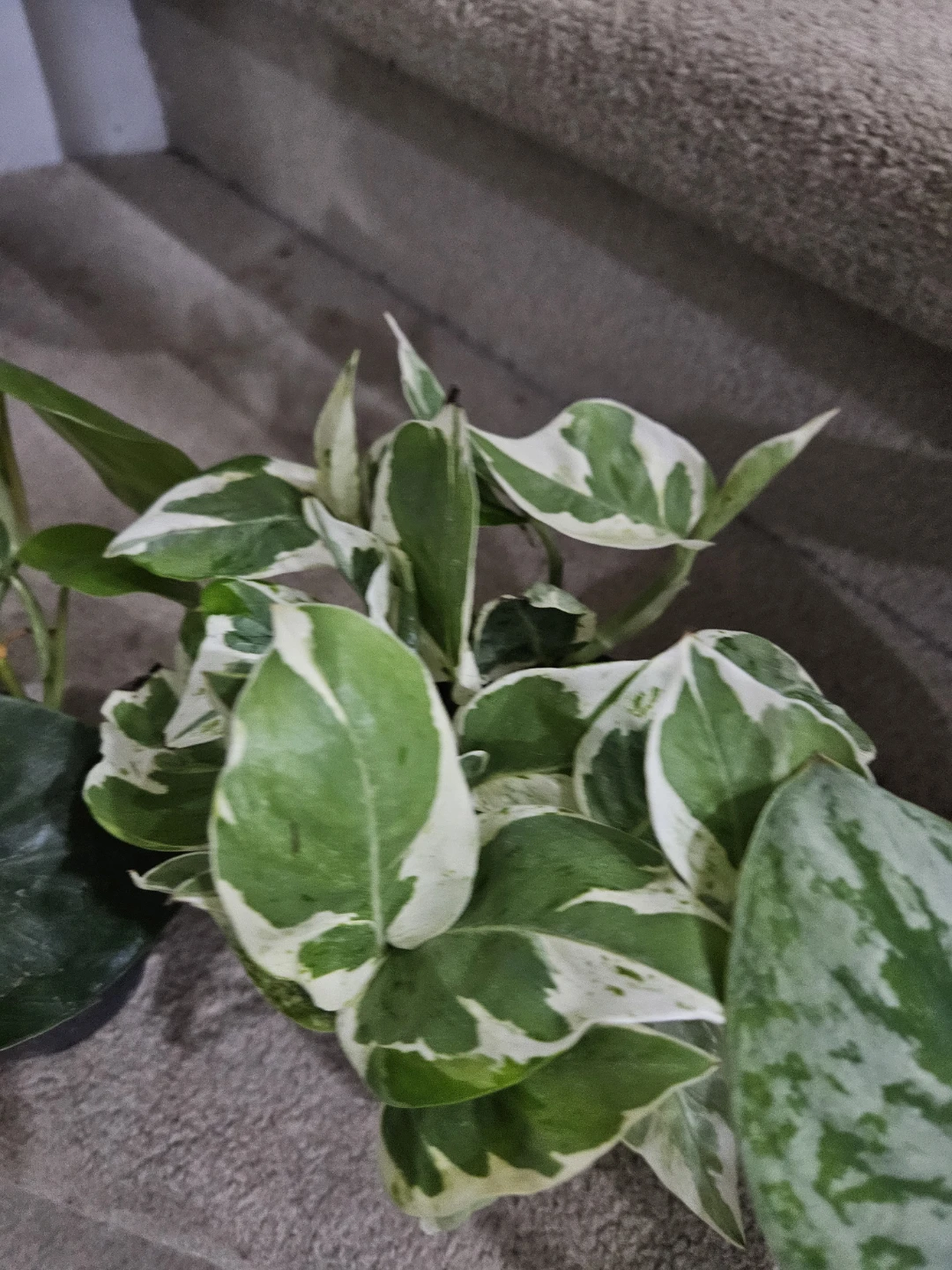 N'Joy Pothos Plant