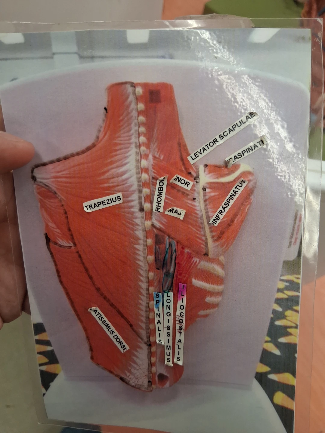 Human Back Muscle Anatomy Study Card