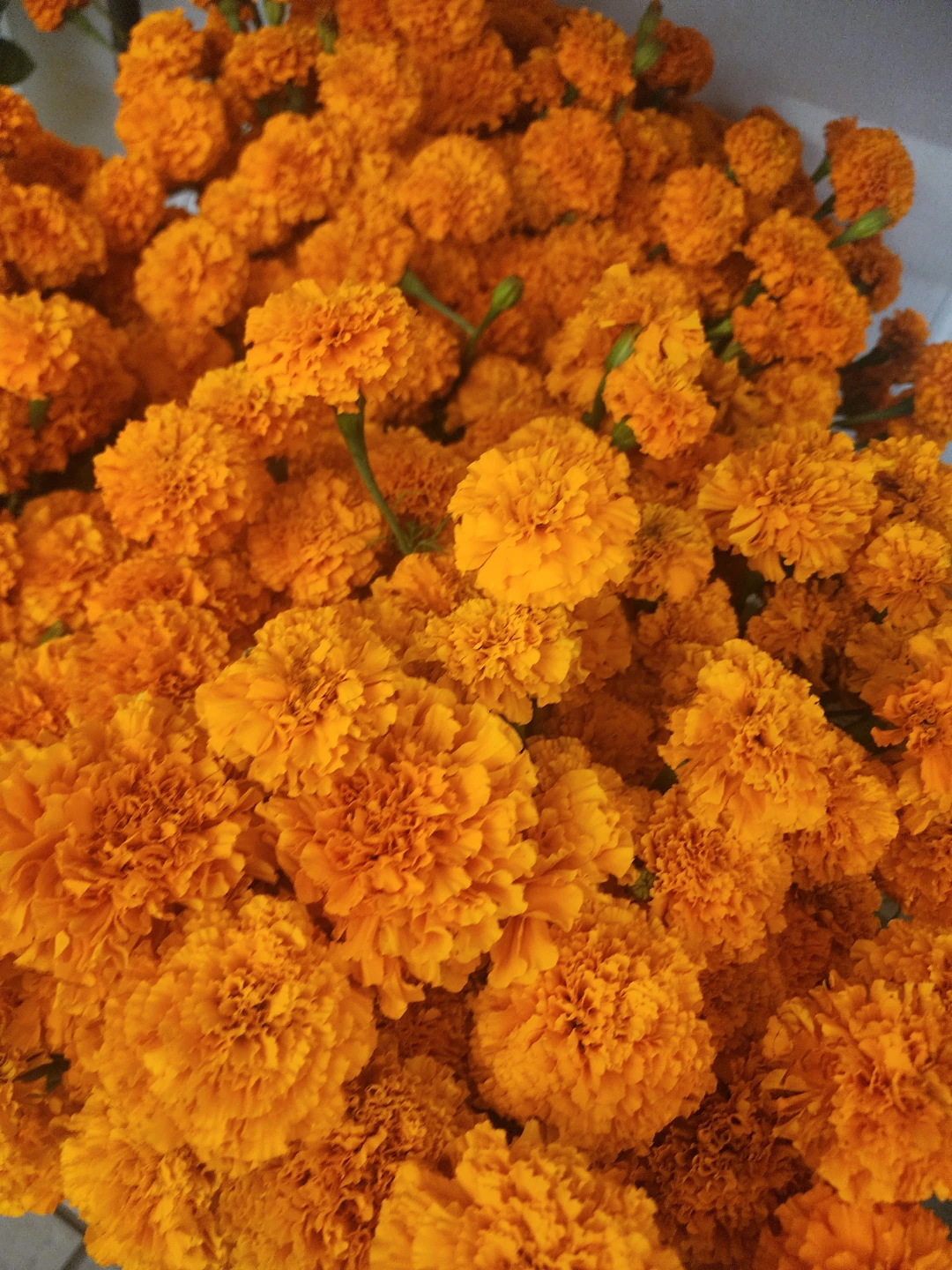 Fresh Orange Marigold Flowers - photo 2
