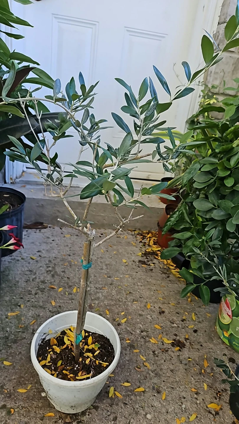 Olive Tree Plant