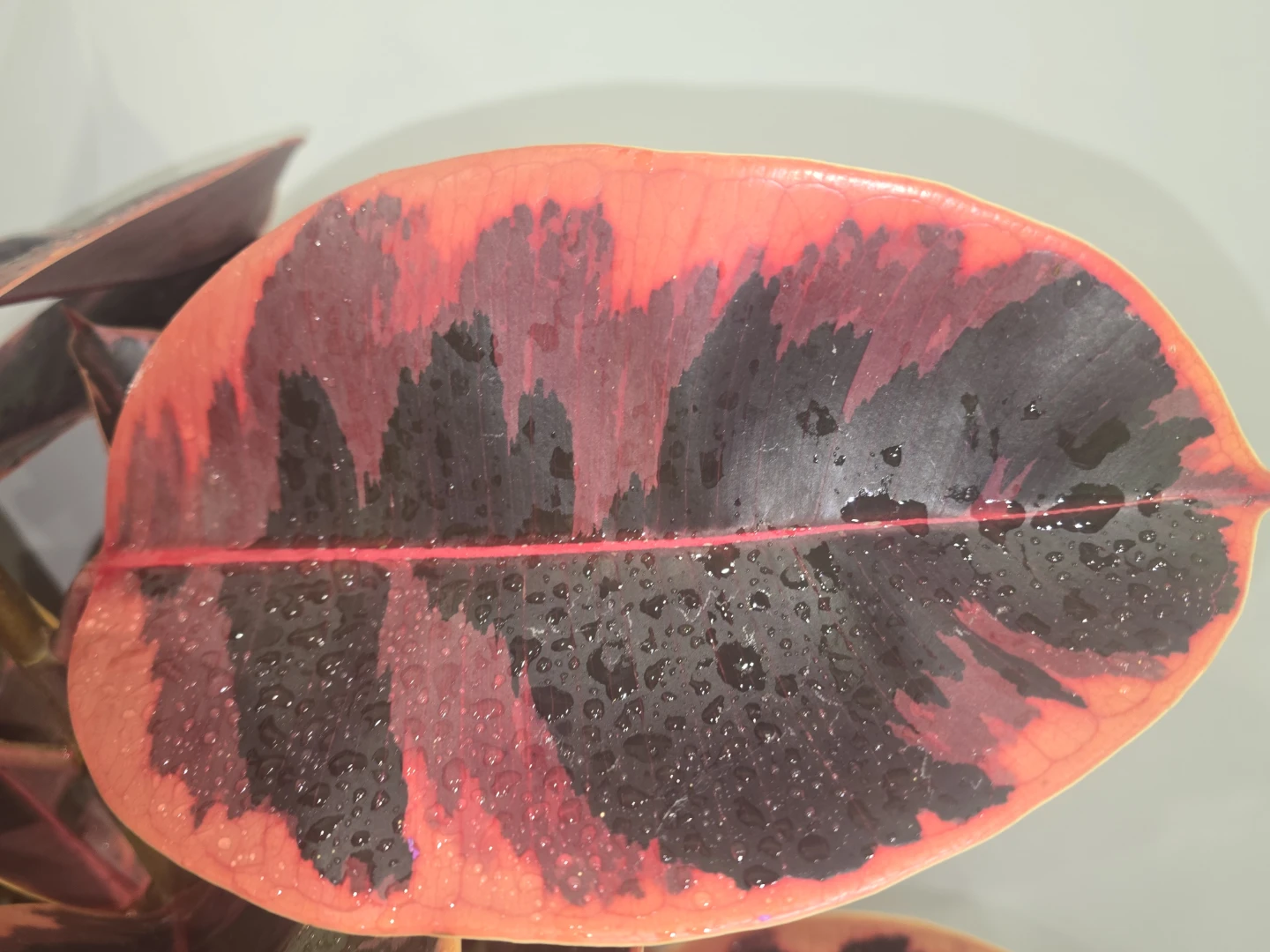 Variegated Rubber Tree Plant - photo 2