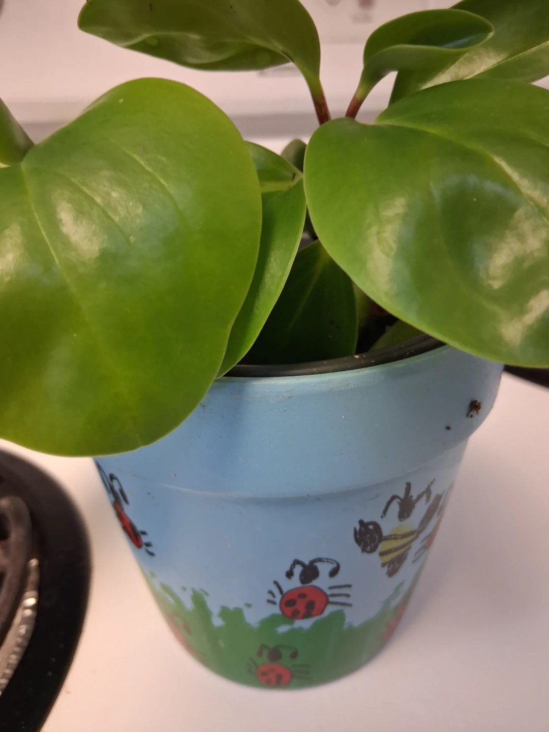 Pepperomia house plant in painted ceramic pot